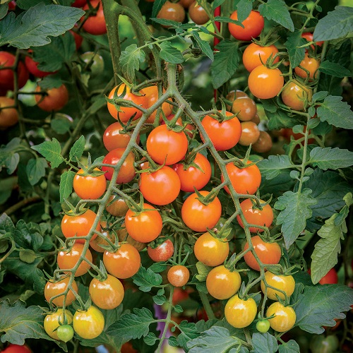 Tomato Honeycomb